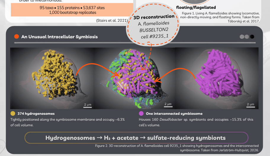 An image of the Anaeramoeba flamelloides Scientific Research Poster project.